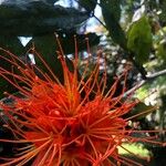 Brownea rosa-de-monte Flower