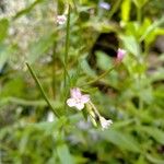 Epilobium ciliatumЦвят