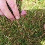 Armeria maritima Flower