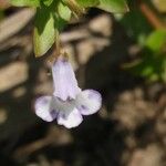 Lindernia dubia Flower