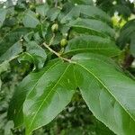 Casearia corymbosa Blad