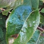 Pyrus pyrifolia Leaf