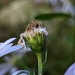 Aster pyrenaeus Fruit