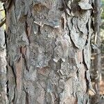 Pinus resinosa Bark