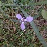 Herbertia lahue Lorea