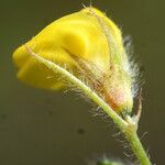 Medicago murex Flower