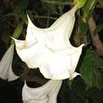 Brugmansia × candidaപുഷ്പം