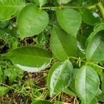 Rosa squarrosa Hoja