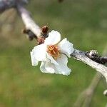 Prunus prostrata Blomst