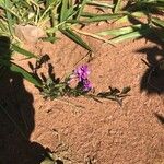 Polygala comosa ᱛᱟᱦᱮᱸ