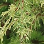 Diosma hirsuta 葉