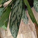 Aglaonema commutatumLeht