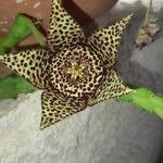 Orbea mcloughlinii Flower