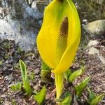 Lysichiton americanus Blüte