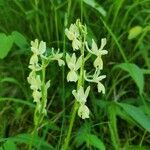 Orchis provincialis Flor