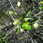 Clematis lasiantha Habit