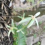 Euphorbia crotonoides Hoja