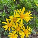 Euryops chrysanthemoidesŽiedas