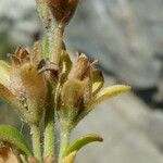 Veronica fruticans Fruit