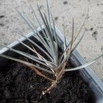 Tillandsia juncea 葉