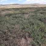 Indigofera schimperi 整株植物