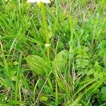 Platanthera chlorantha Leaf