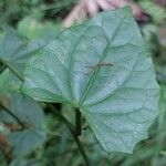 Mikania micrantha Leaf