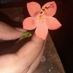 Hibiscus aponeurus Fiore