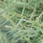 Aeluropus littoralis Feuille