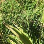 Gentiana purpurea Blatt