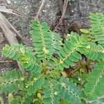 Phyllanthus niruri 葉