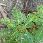 Phyllanthus niruri Ліст