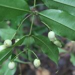 Myrcia splendens Fruit