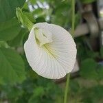 Clitoria ternatea Blomst