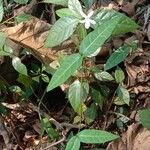 Pseuderanthemum latifolium Habitus