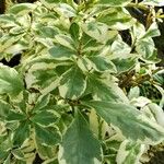Talinum paniculatum Yaprak