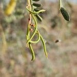 Prosopis cineraria Fruchs