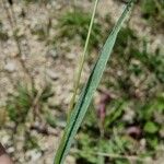 Rostraria cristata Leaf