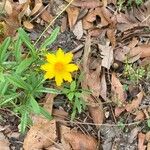 Coreopsis auriculata Virág