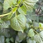 Salvia involucrata Ліст