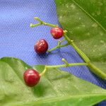 Margaritopsis astrellantha Fruit