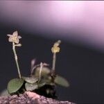 Platystele ovalifolia Flower