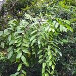 Casearia puberula Hábito