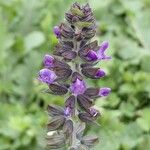 Salvia verbenaca Blüte