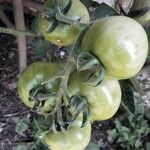 Solanum lycopersicum 果實