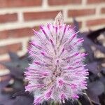 Ptilotus extenuatus Flor