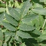 Cardamine macrophylla Leaf