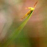 Carex pauciflora Blomst