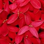 Ixora chinensisফুল