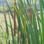 Typha domingensis 樹皮